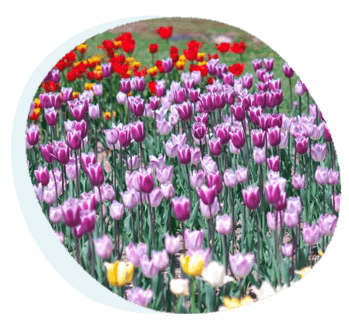 花の仕入れイメージ